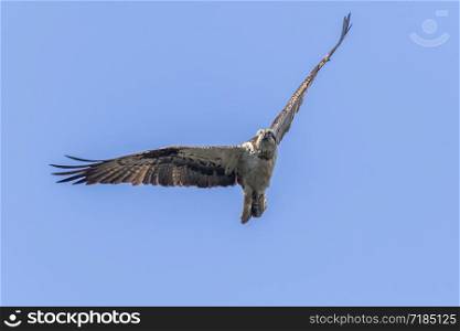 An Osprey in flight over Forellenhof Trauntal