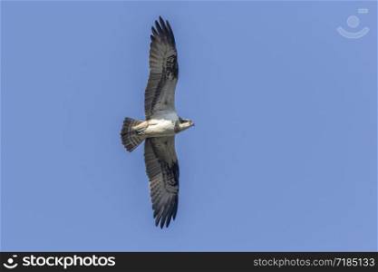 An Osprey in flight over Forellenhof Trauntal