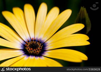 An osteospermum isolated against a green grass background