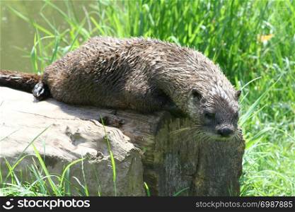 an otter in the grass looking for food . ein Fischotter sucht im Gras nach Nahrung