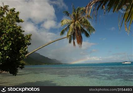 An overhanging palm tree on a beach, Moorea, Tahiti, French Polynesia, South Pacific