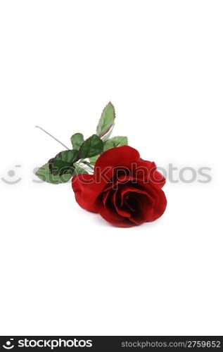 An red rose lying on white background, with copy space.