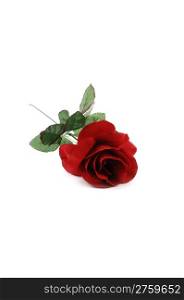 An red rose lying on white background, with copy space.