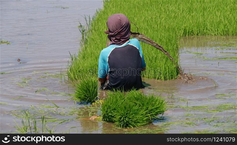 An unrecognizable boy shakes out muddy water while pulling rice seedlings in the southern Philippines.