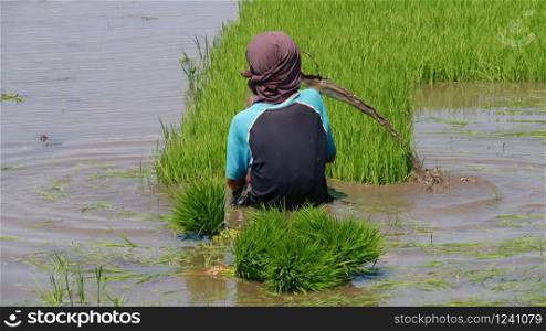 An unrecognizable boy shakes out muddy water while pulling rice seedlings in the southern Philippines.