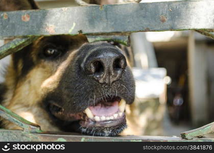 An up close and personal portrait of a puppy in which the nose