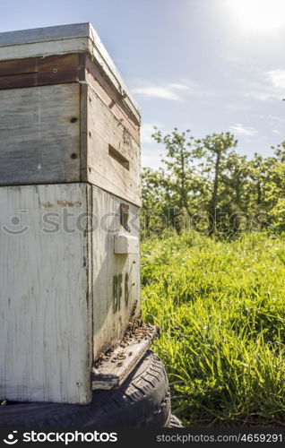 An up close view of a bee hive in an apple and pear plantation during spring.