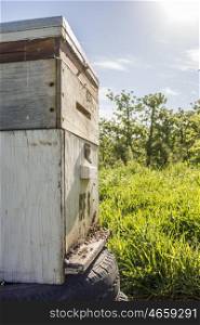 An up close view of a bee hive in an apple and pear plantation during spring.