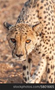 An up close view of a prowling cheetah in a brown dusty landscape. The consentration in the eyes shows clearly.