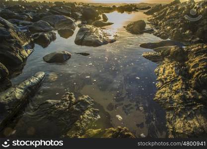 An up close view of a tidal pool as the sun sets in front.