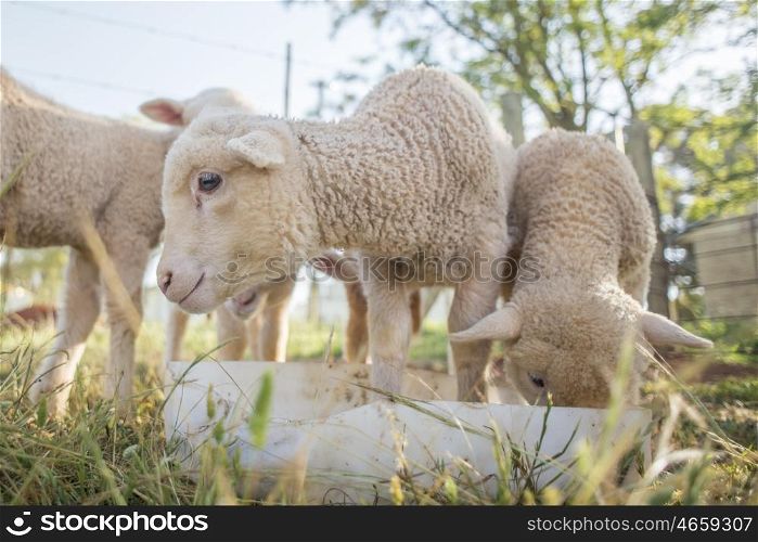 An up close view of little lambs feeding out of a container