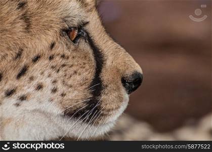 An up close view of the face of a cheetah from the side.