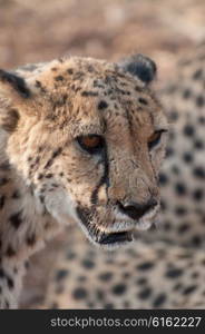 An up close view of the face of a cheetah out on the hunt.