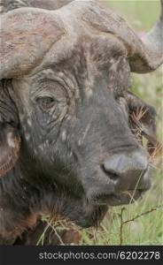 An up close view of the head and the face of a buffalo at Nakuru National Park, Kenya