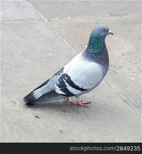 An urban pigeon on the pavement