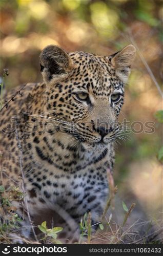 An young female leopard (Panthera pardus) near the Khwai River in Botswana, Africa.
