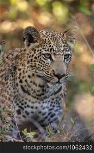 An young female leopard (Panthera pardus) near the Khwai River in Botswana, Africa.