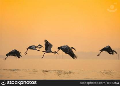 Anastomus oscitans large wading bird in the stork family / Asian openbill stork birds flying on the lake at sunset