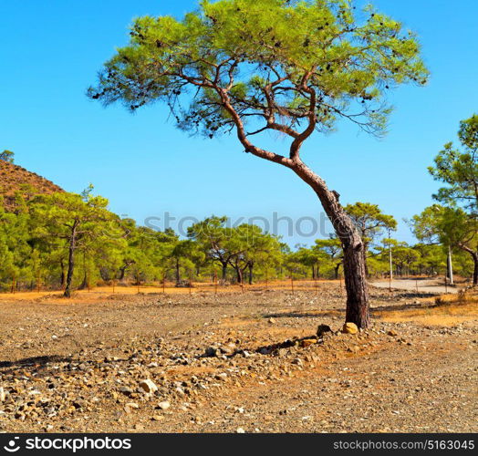 anatolia from the hill in asia turkey termessos old architecture and nature