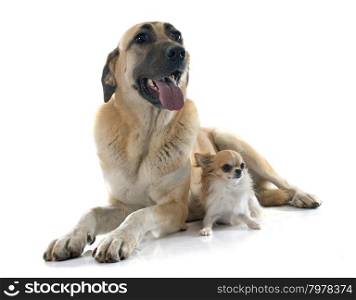 Anatolian Shepherd dog and chihuahua in front of white background