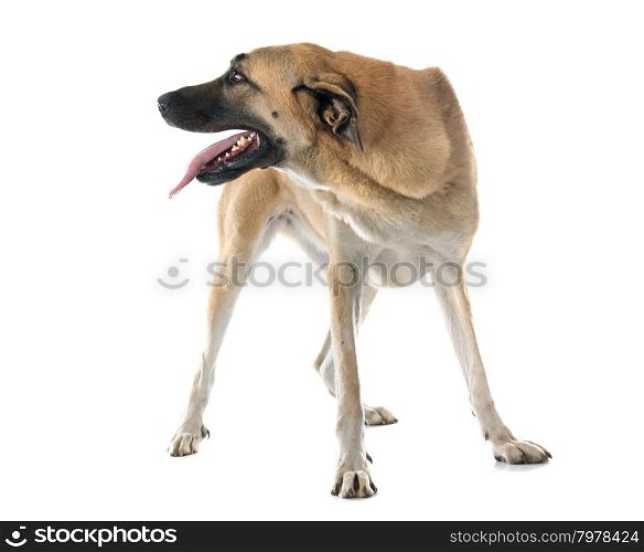 Anatolian Shepherd dog in front of white background