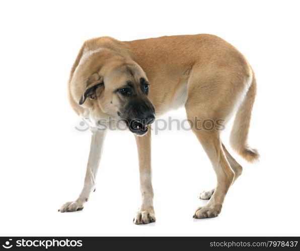 Anatolian Shepherd dog in front of white background