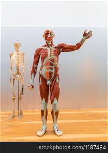 Anatomical model and skeleton of male human body, muscular system. Medical poster, medicine education concept