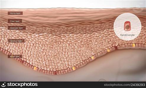 Anatomical structure of the skin 3D illustration. Anatomical structure of the skin