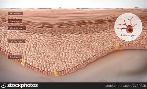Anatomical structure of the skin 3D illustration. Anatomical structure of the skin