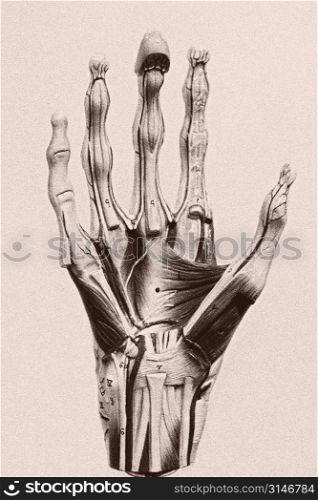 Anatomy Of A Human Hand