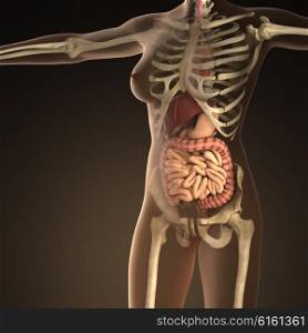 Anatomy of human organs with bones in transparent body