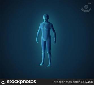 Anatomy of male muscular system. Blue human wireframe hologram. 3d illustration. Anatomy of male muscular system. Blue human wireframe hologram.