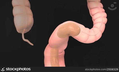 Anatomy of the human digestive system 3D illustration. Anatomy of the human digestive system