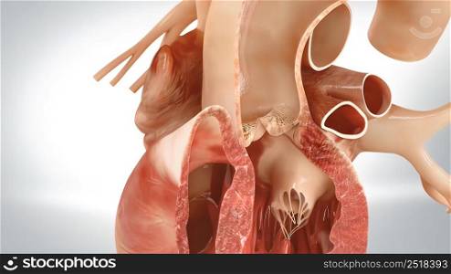Anatomy of the Human Heart. The human heart pumps blood into the arteries that carries oxygen and nutrients to all the tissues of the body. 3D illustration. 3D of the human heart pumping blood through the circulatory system
