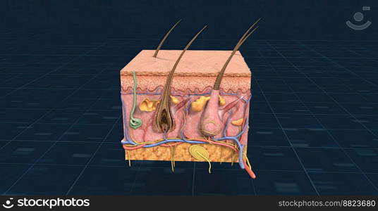 Anatomy of the skin, showing the epidermis, dermis, and subcutaneous ...