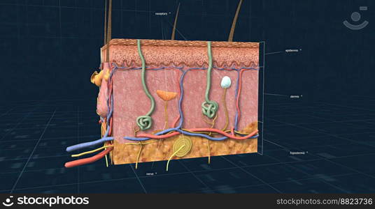 Anatomy of the skin, showing the epidermis, dermis, and subcutaneous ...