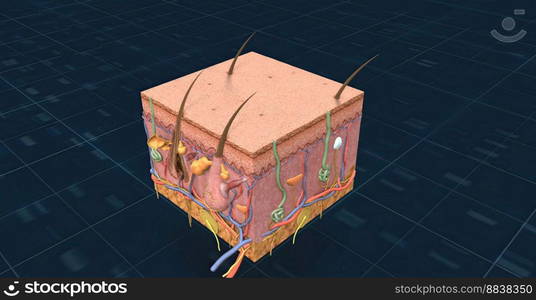 Anatomy of the skin, showing the epidermis, dermis, and subcutaneous ...