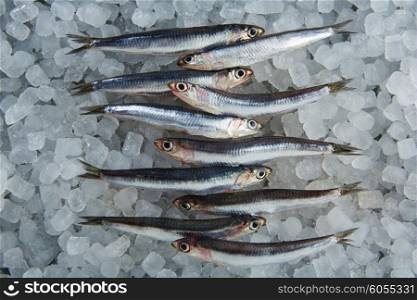 Anchovies fresh fishes on ice in a row