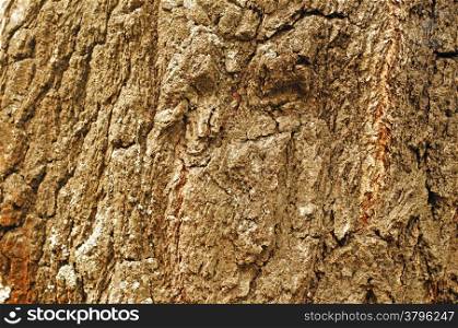 Ancient birch trunk texture as background