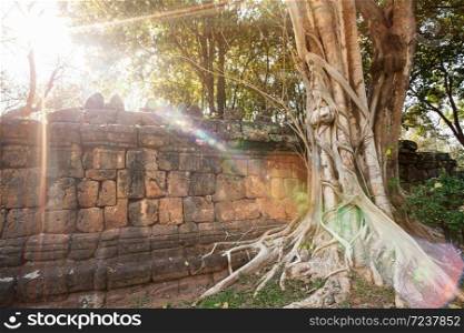 Ancient brick wall and old banyan tree at sunrise, sunbeam shines through old trees onto ancient brick wall and old banyan tree, magical lens flare.