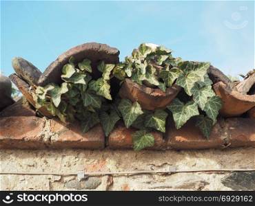 ancient brick wall with ivy background. ancient brick and stones wall texture with ivy useful as a background