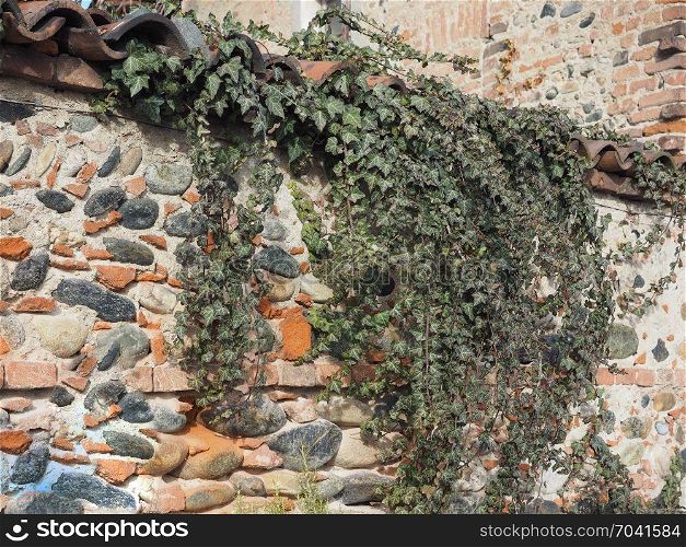 ancient brick wall with ivy background. ancient brick and stones wall texture with ivy useful as a background