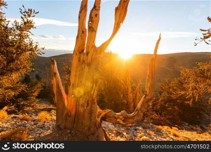 Ancient Bristlecone Pine Tree showing the twisted and gnarled features.California,USA.