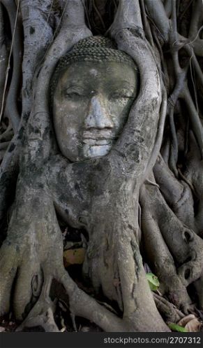 Ancient buddha head encapsulated by tree, Ayutthaya. Ancient buddha head