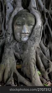 Ancient buddha head encapsulated by tree, Ayutthaya. Ancient buddha head