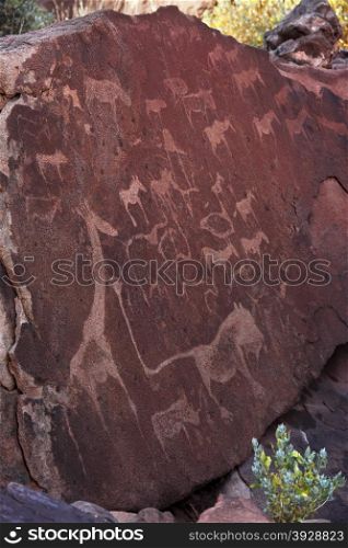 Ancient bushman carvings (Petroglyphs) at Twyfelfontain in Damaraland in Namibia