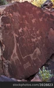 Ancient bushman carvings (Petroglyphs) at Twyfelfontain in Damaraland in Namibia
