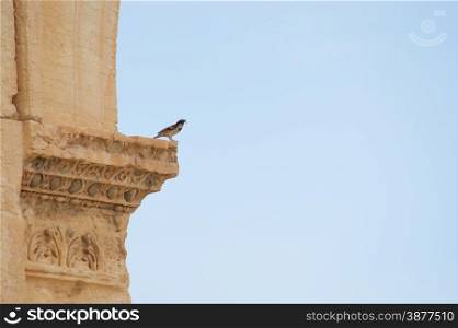 Ancient columns close up with bird Palmyra ruins, Syria