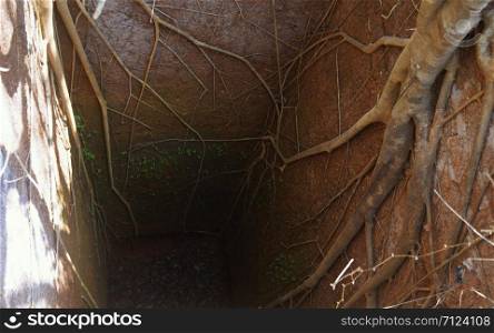 Ancient deep well with roots of banyan tree. India. Goa, Portugal fort. Natural light and colors