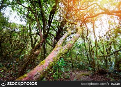 Ancient forest old with green plant and tree ivy vine wood jungle